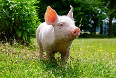 Витамины для свиней для быстрого роста